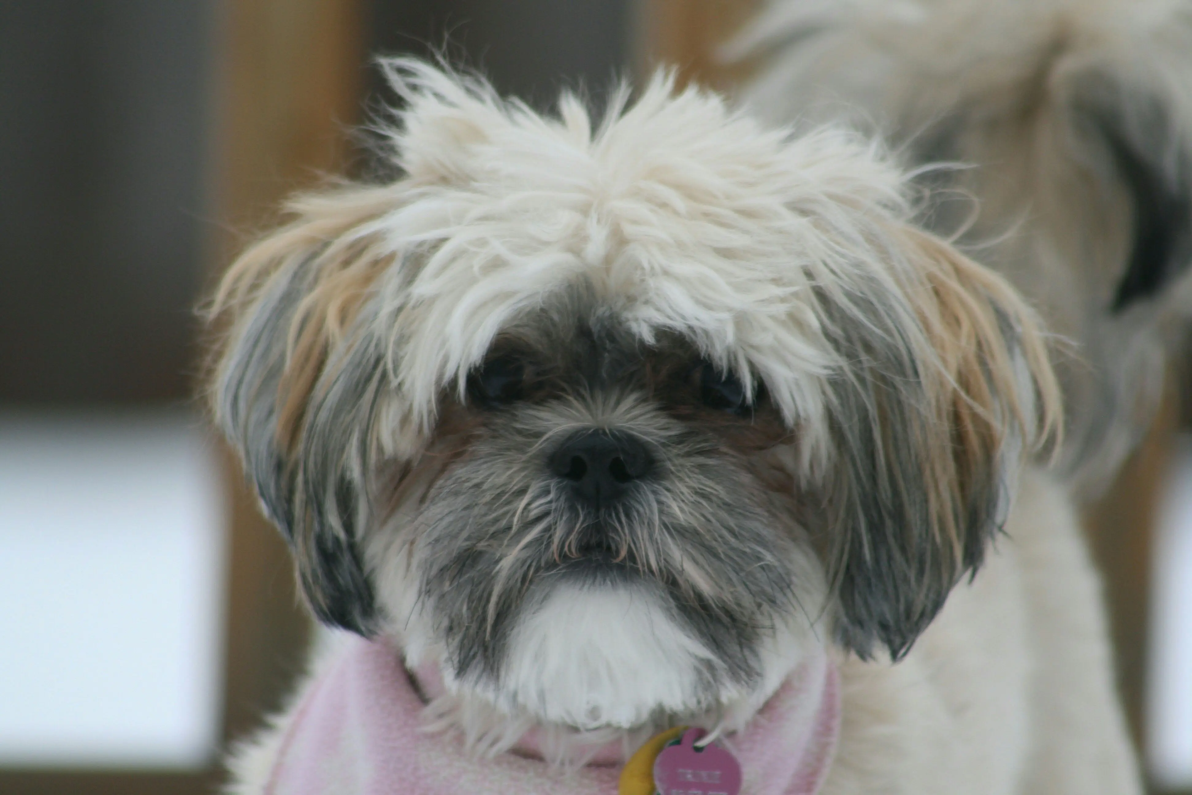 Rostro de perro de pelaje largo mirando a la cámara