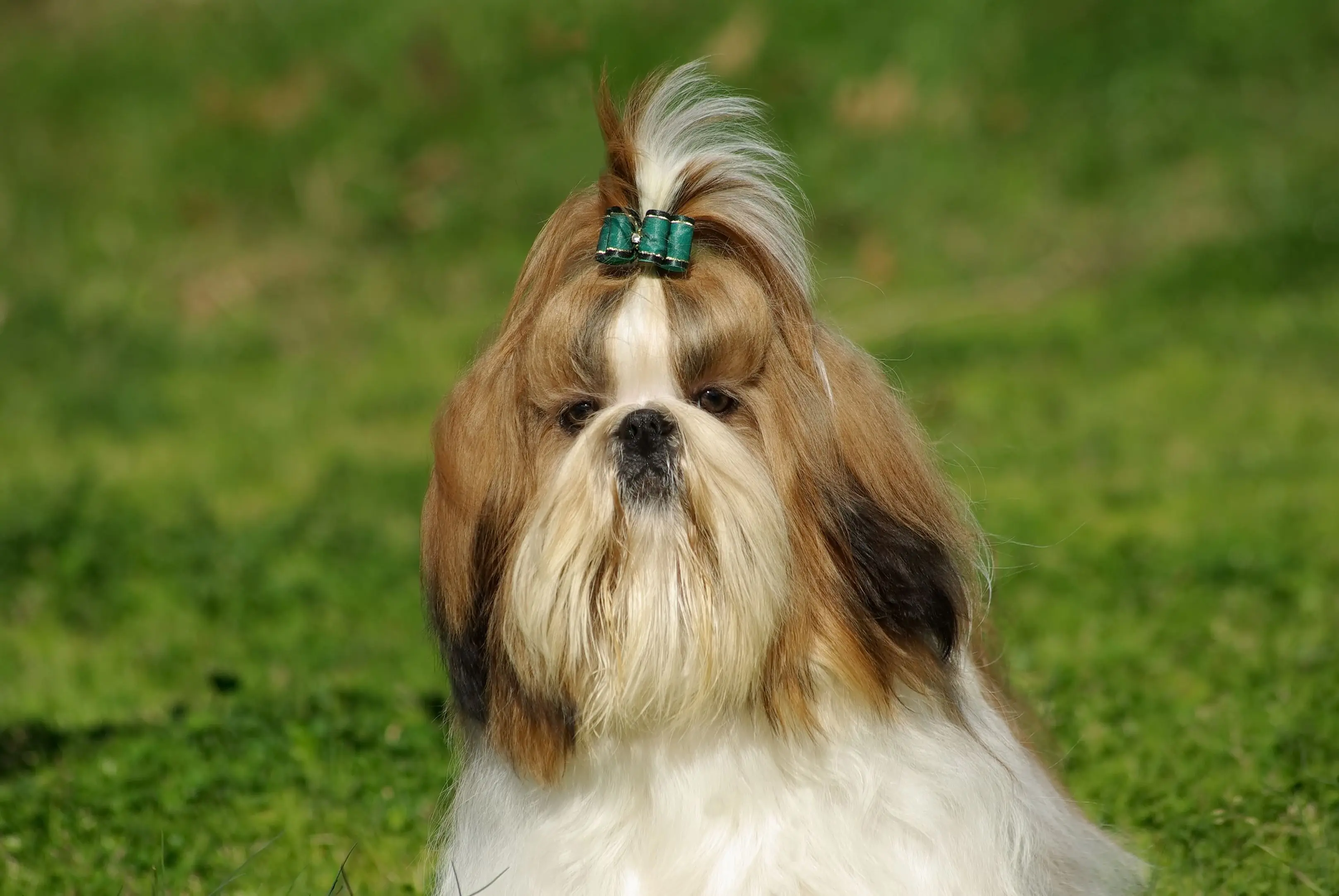 Perro pequeño con abundante pelaje en un entorno natural