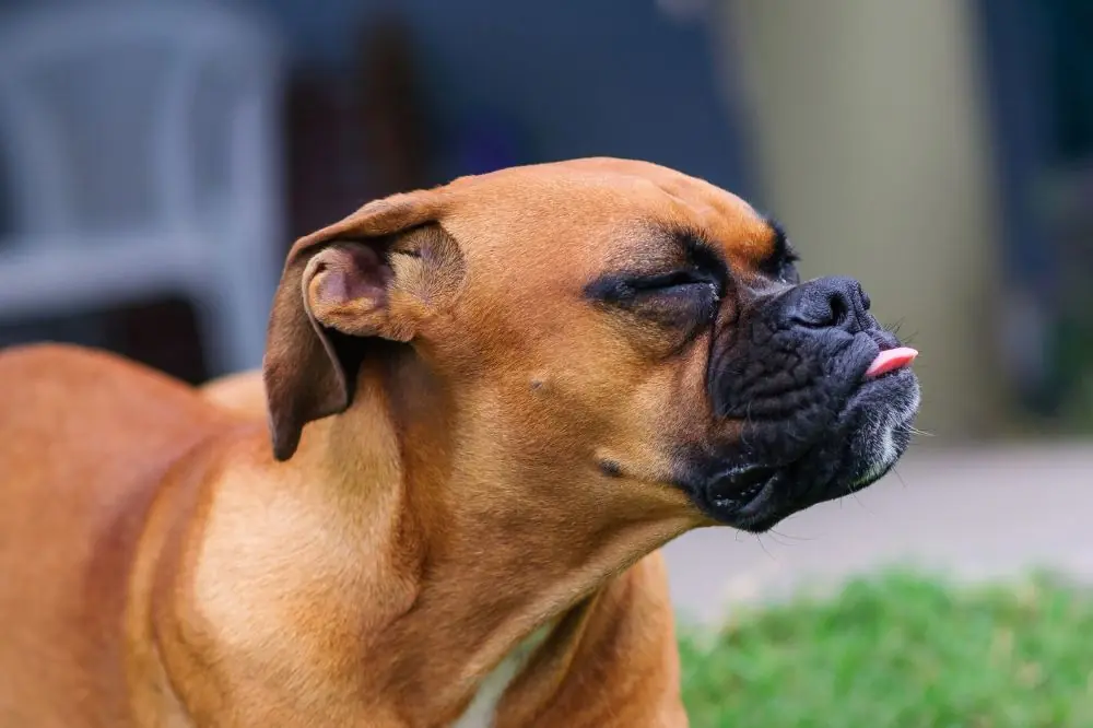 Limpact de lobesite sur le systeme cardiovasculaire