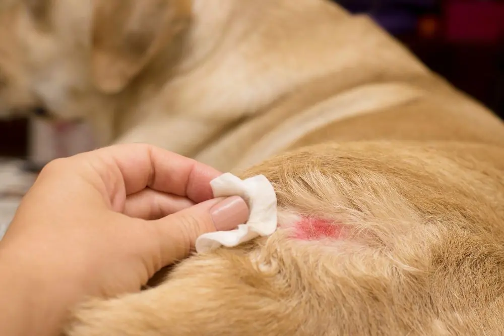 Il Linfoma Cane: Una Battaglia Contro la Malattia