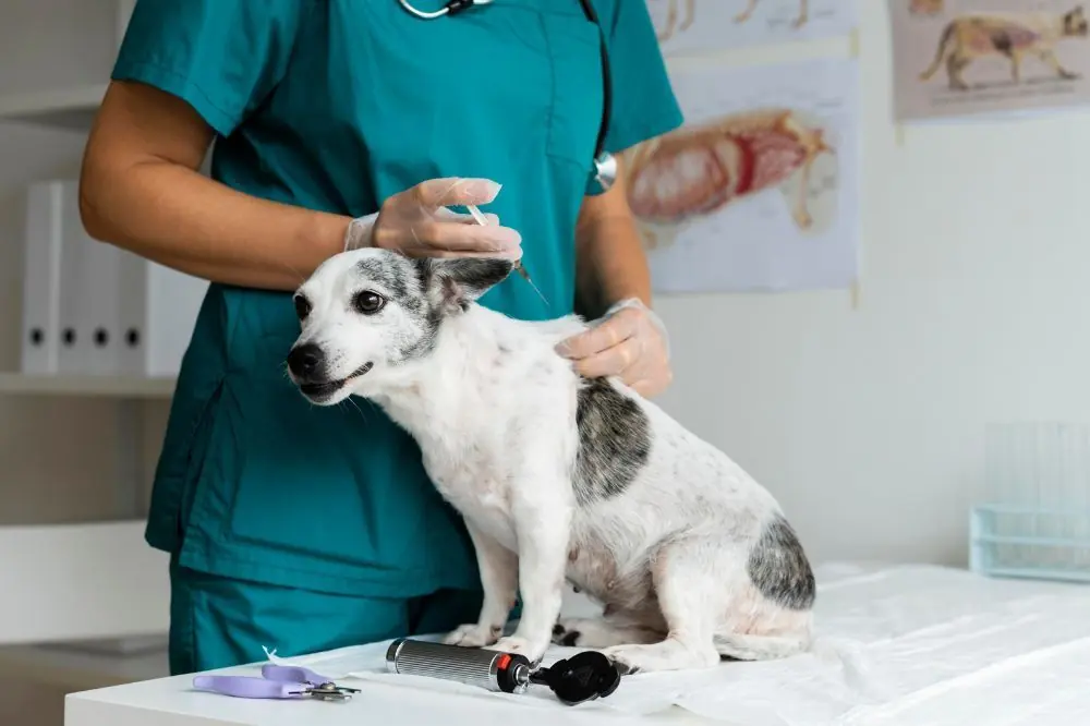 Lotta alla epatite cane - Come preservare la salute dei nostri amici a quattro zampe
