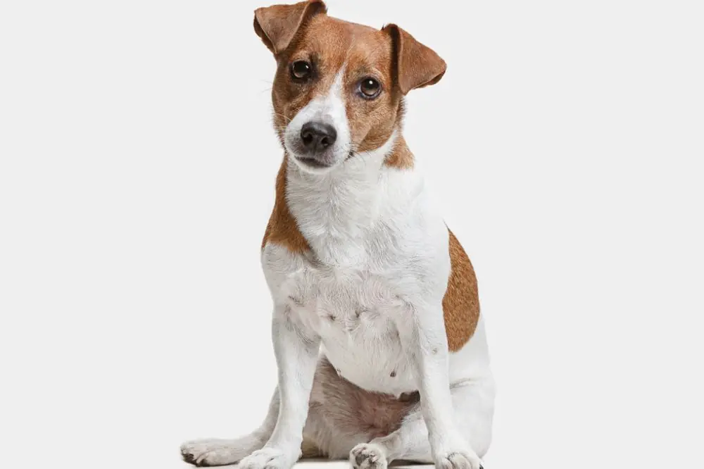 Maladies de Jack Russell Terrier
