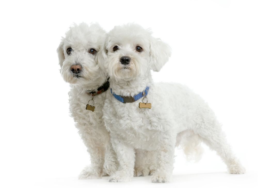 Couple,De,Bichon,Maltais,Debout,Devant,Un,Fond,Blanc