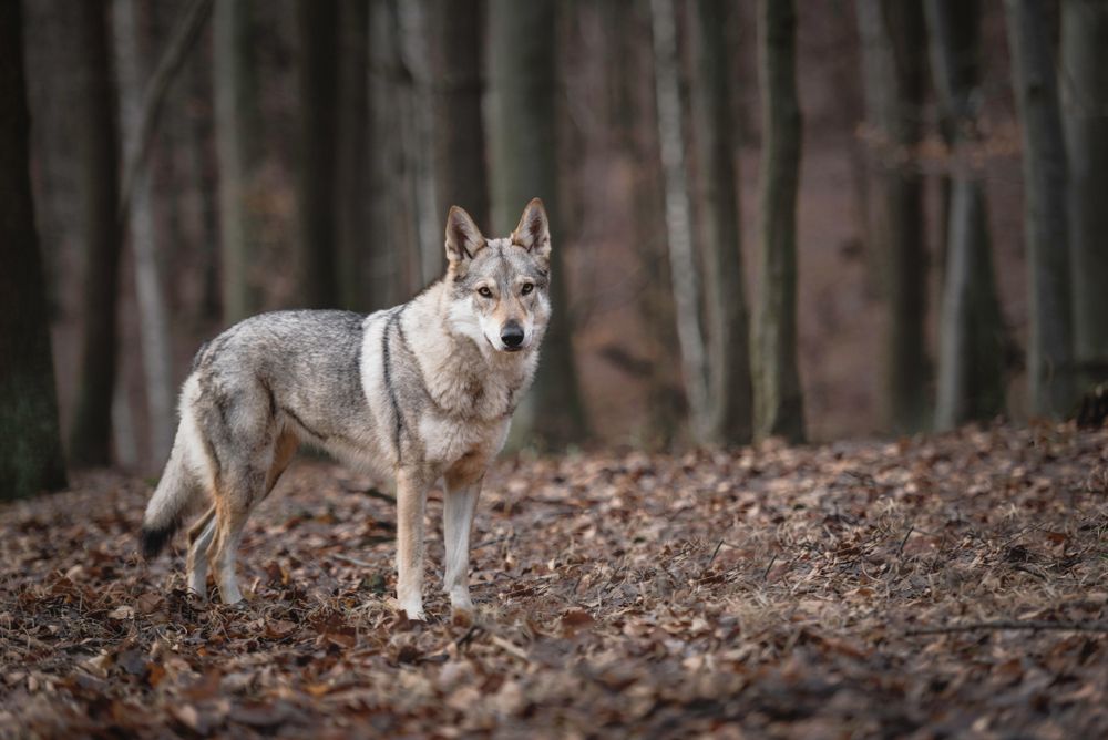 Wolf,Standing,In,The,Woods,Waiting,For,The,Rest,Of