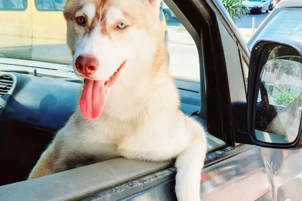 Maladies du Husky siberien