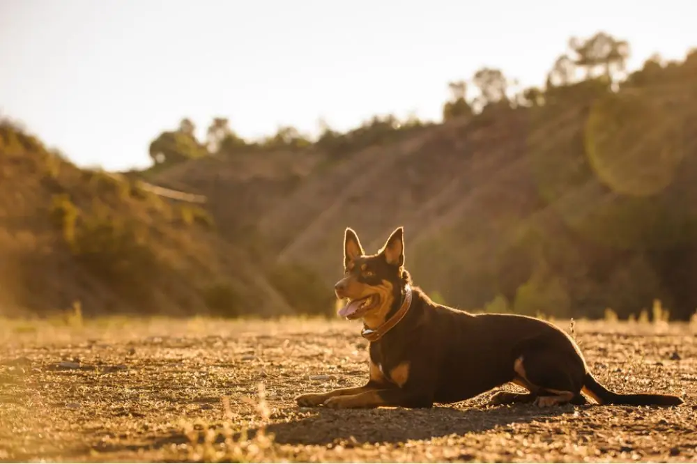 Maladies du Kelpie australien