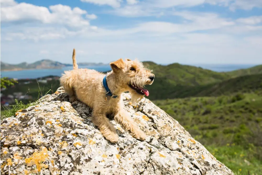 Maladies du Lakeland terrier