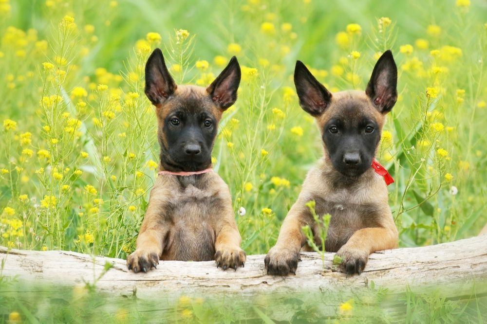 Maladies du Pasteur Belge Malinois