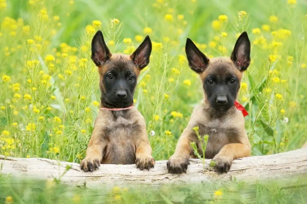 Maladies du Pasteur Belge Malinois