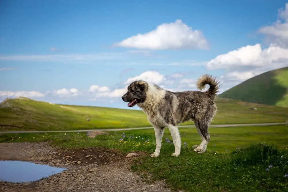 Maladies du Pasteur du Caucase