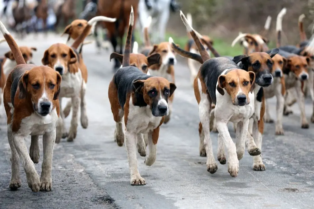 Maladies du foxhound anglais