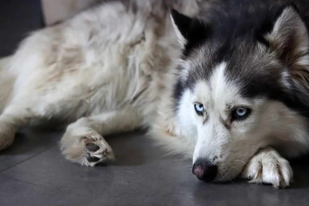 Perro alaskan malamute o malamute de Alaska. Características, Cuidados y Carácter