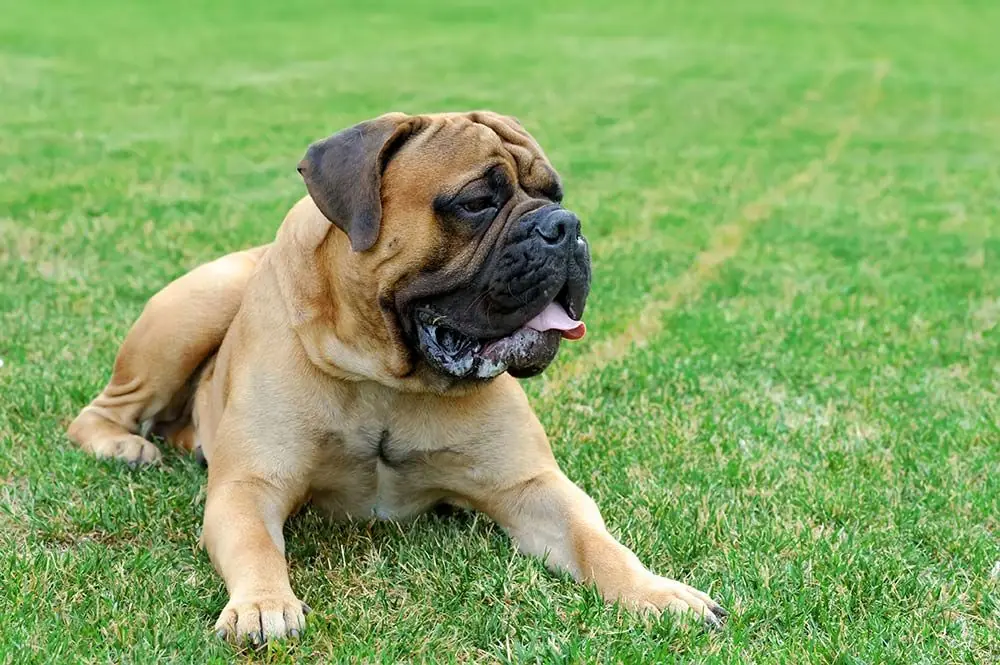 Mastiff Anglais: Caractéristiques, Caractère et Soins