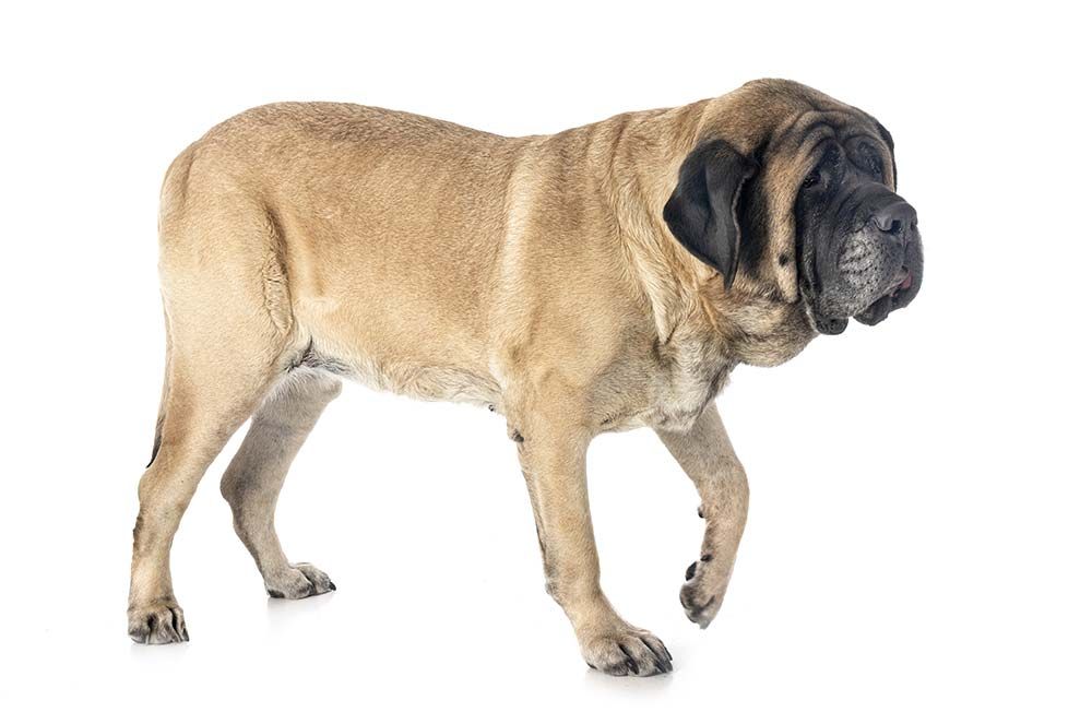 Mastiff anglais Comment est son temperament