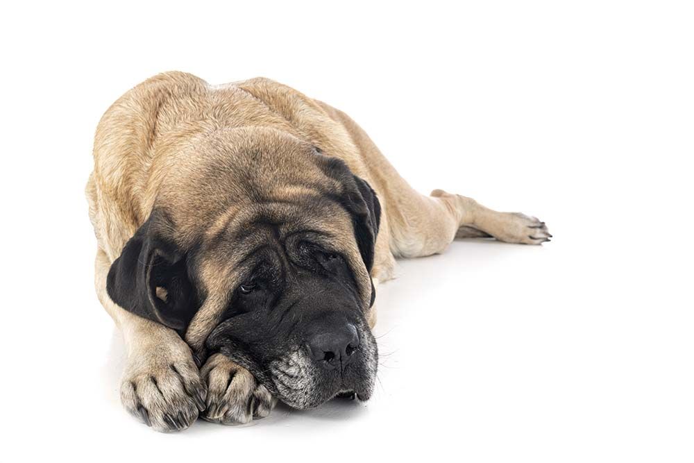 Mastiff anglais Soins pour ameliorer leur sante