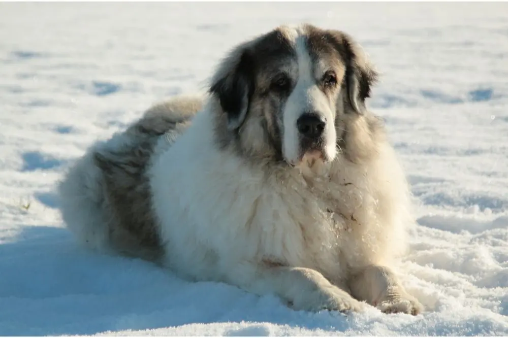 Mastiff des Pyrénées: Caractéristiques, Caractère et Soins
