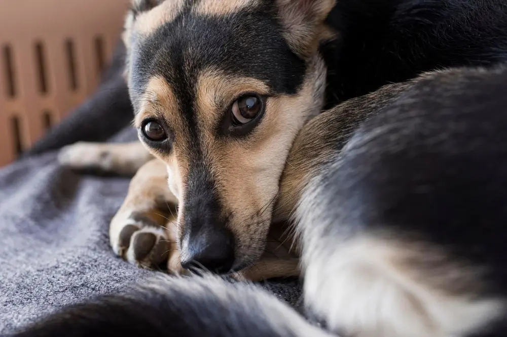 Mastitis en perros: diagnóstico, causas y tratamiento