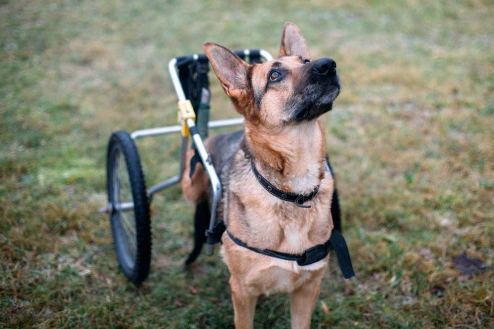 Mielopatia degenerativa pastore tedesco