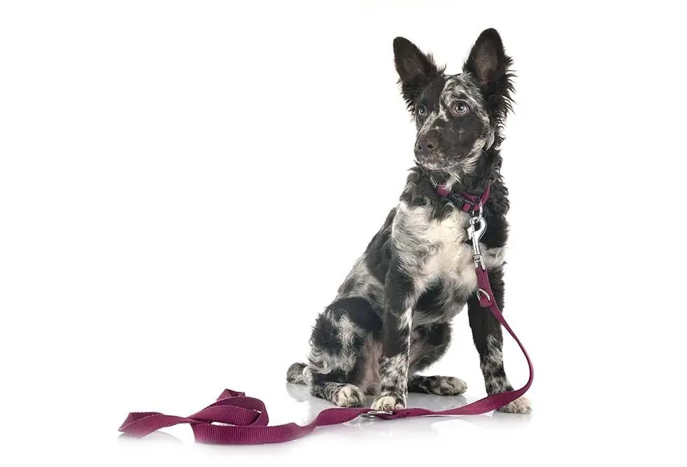 Mudi Cuidados del Mudi