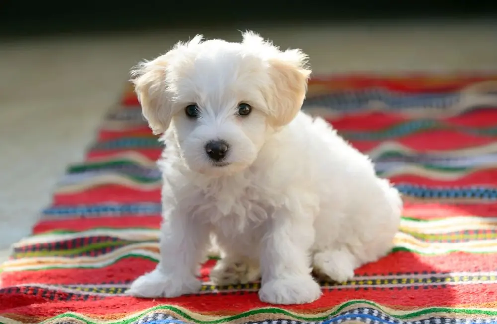 White,Puppy,Maltese,Dog,Sitting,On,Red,Carpet