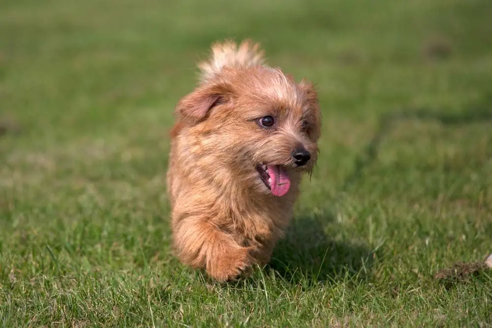 Norfolk Terrier actividad fisica