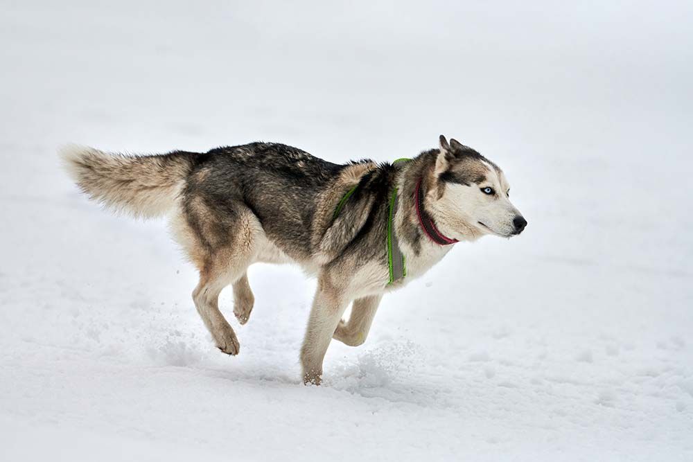 Northern Inuit Actividad fisica adecuada