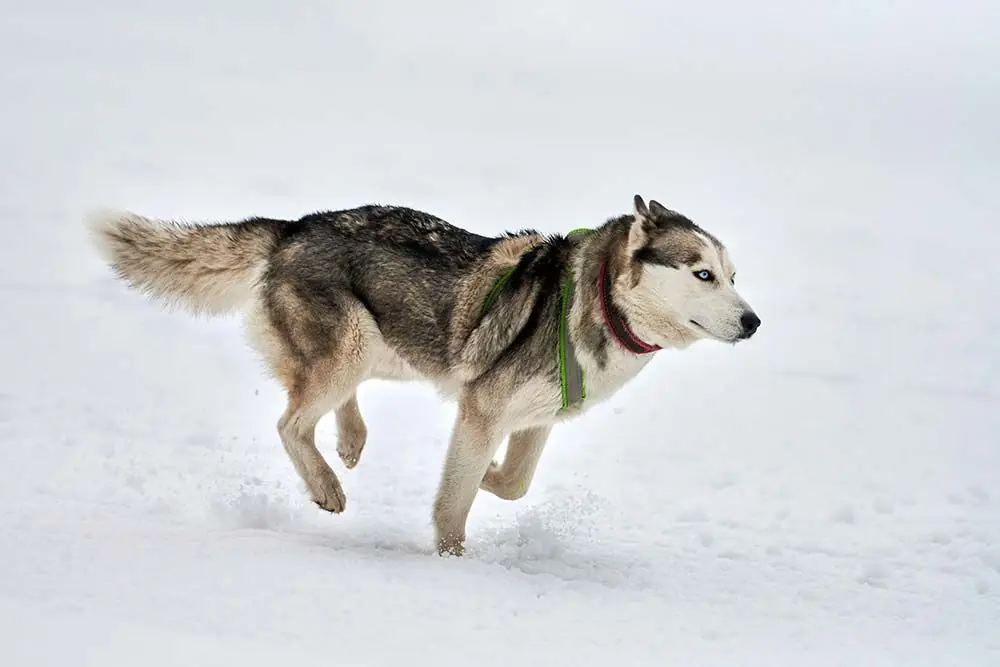 Northern Inuit Actividad fisica adecuada