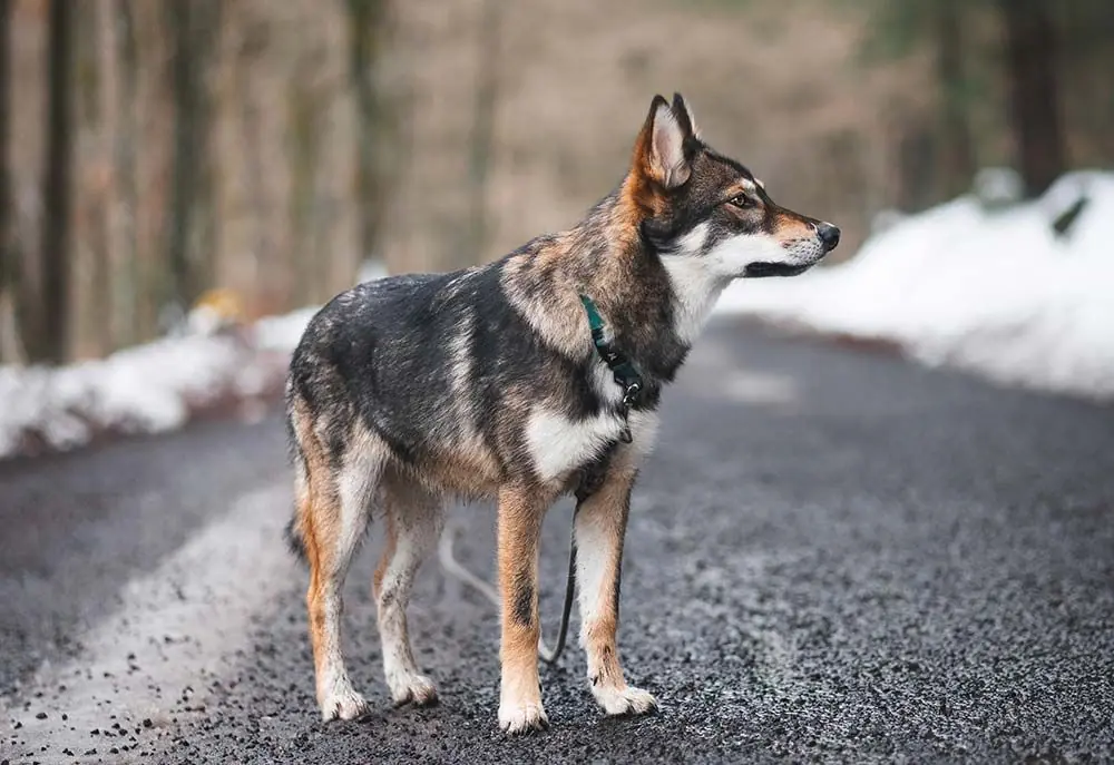 Northern Inuit: Características, Cuidados y Carácter
