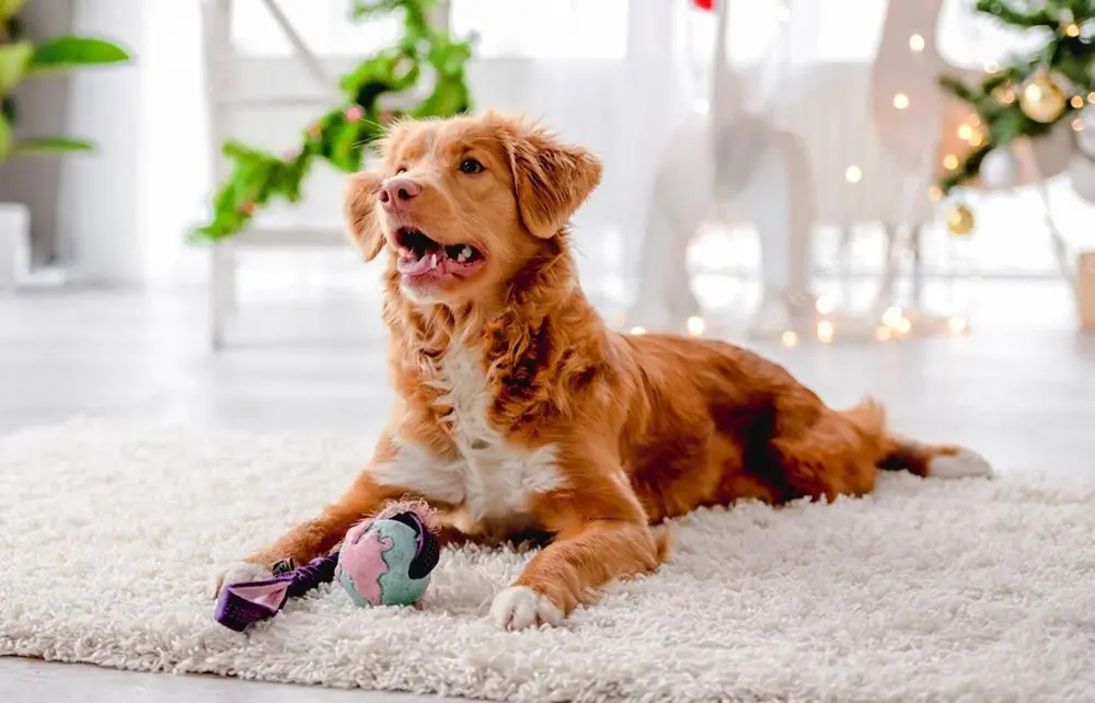 Nova Scotia Duck Tolling Retriever: Características, Cuidados y Carácter