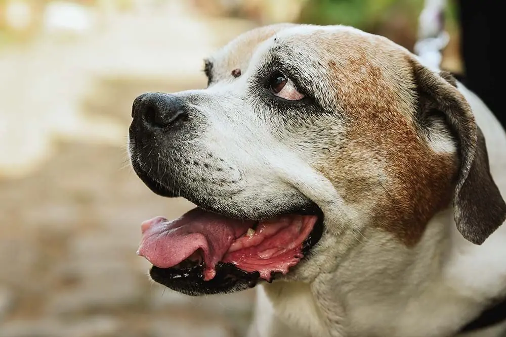 Nutrire il tuo cane anziano: consigli per una dieta sana ed equilibrata