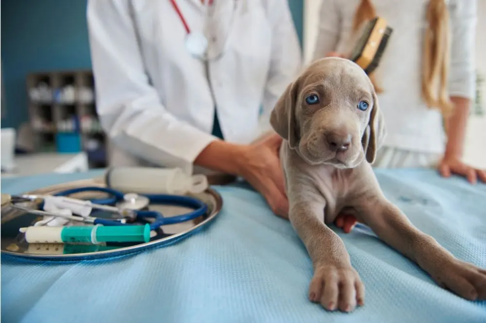Options de traitement pour les maladies du foie chez les chiens