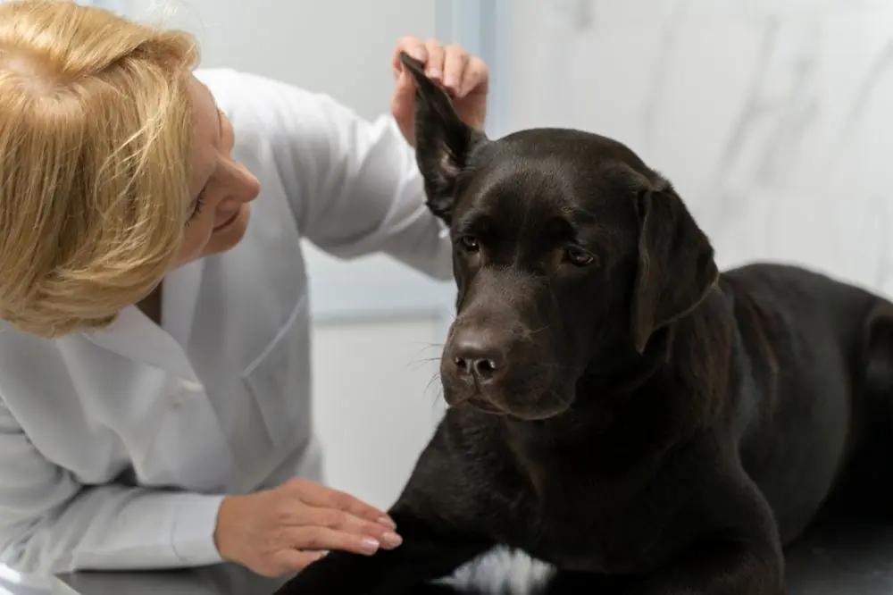 Otitis en Perros: Causas, Síntomas y Tratamiento