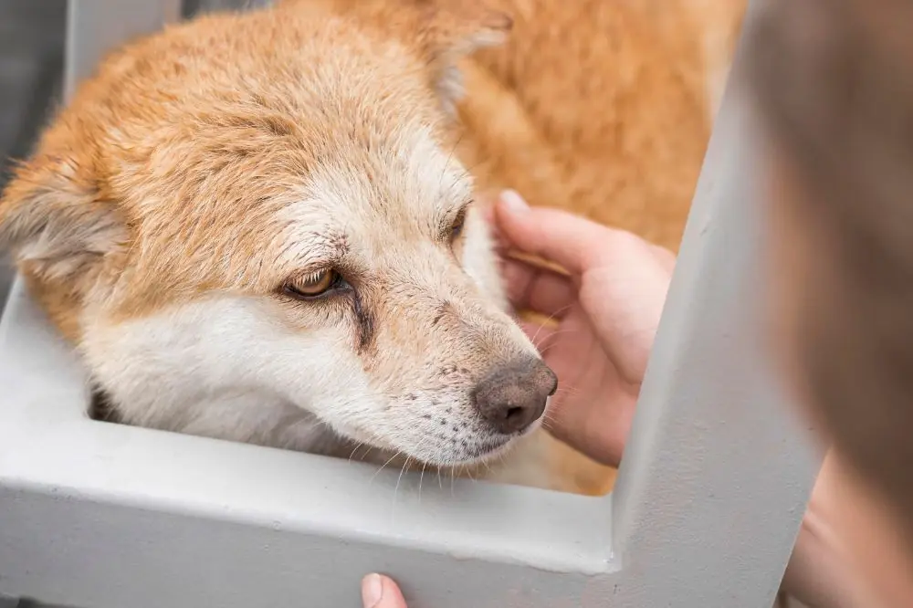 Pancreatitis en Perros: Síntomas y Tratamiento