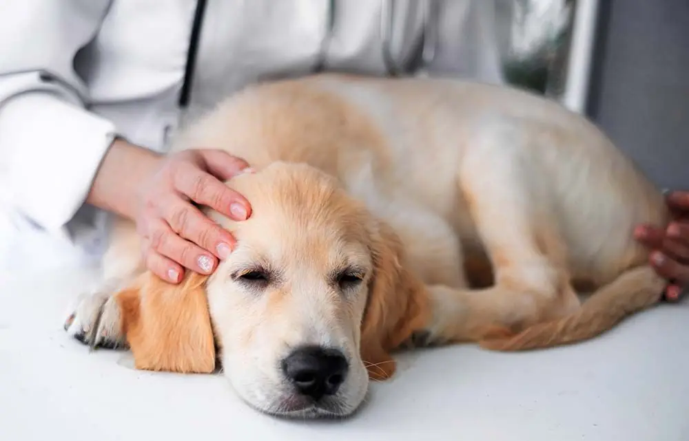 Parvovirus canino: prevenzione e trattamento del vostro amato cane