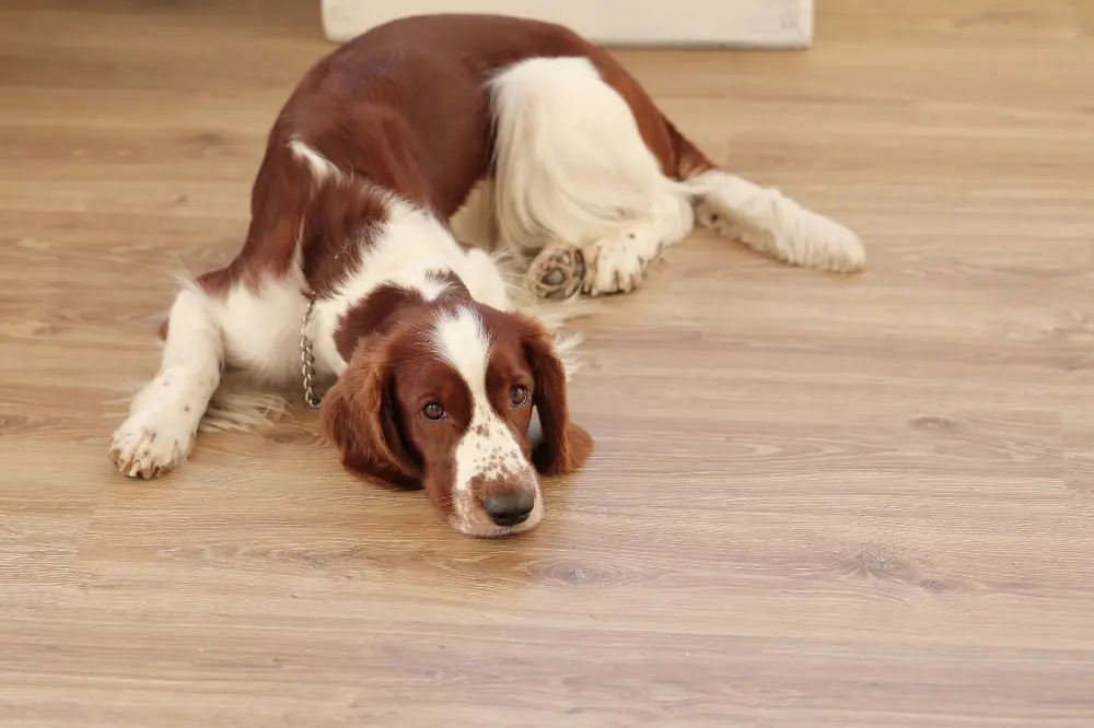 Parvovirus canino