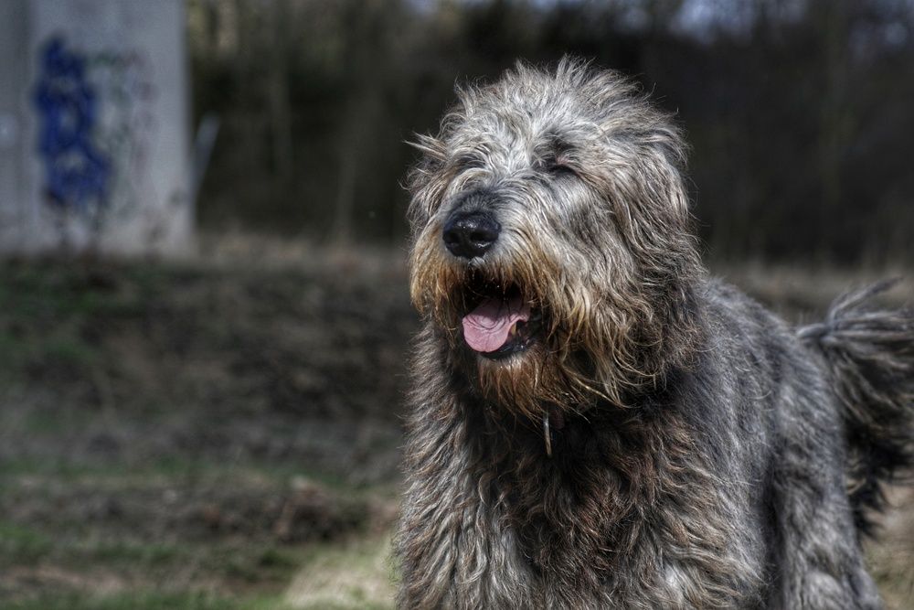 Pastor Catalán corriendo feliz al aire libre