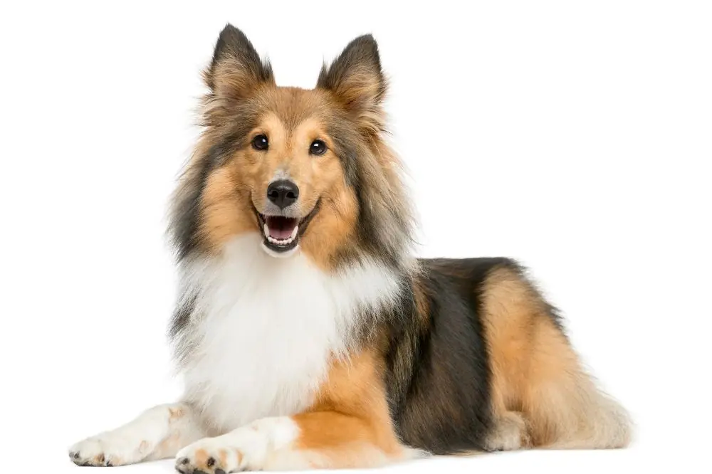 Pastor de Shetland: Características, Cuidados y Carácter