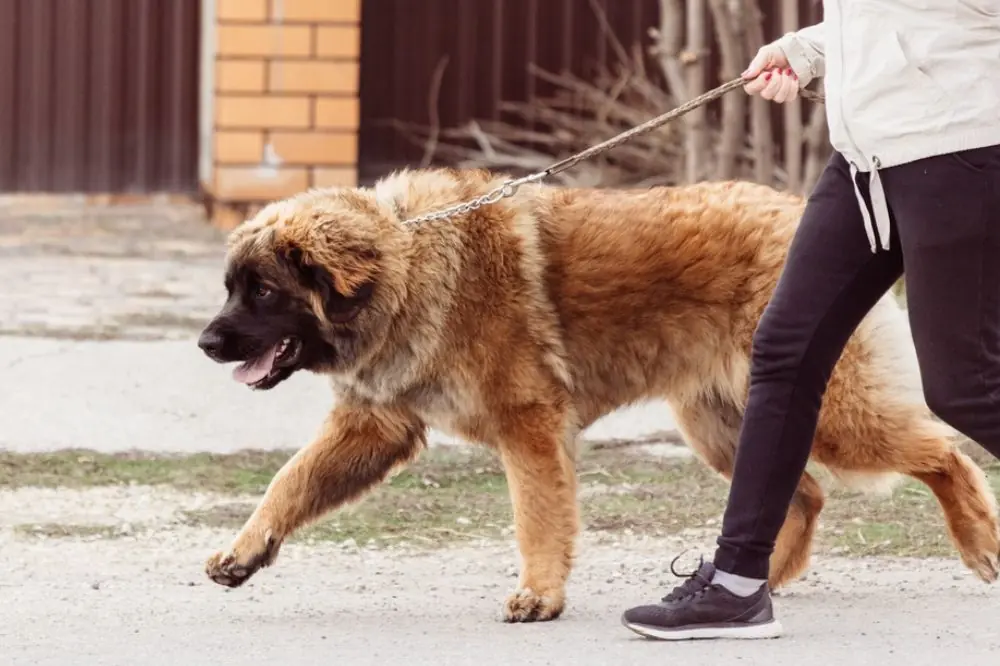 Pastor del Cáucaso o Pastor Caucásico: Características, Cuidados y Carácter