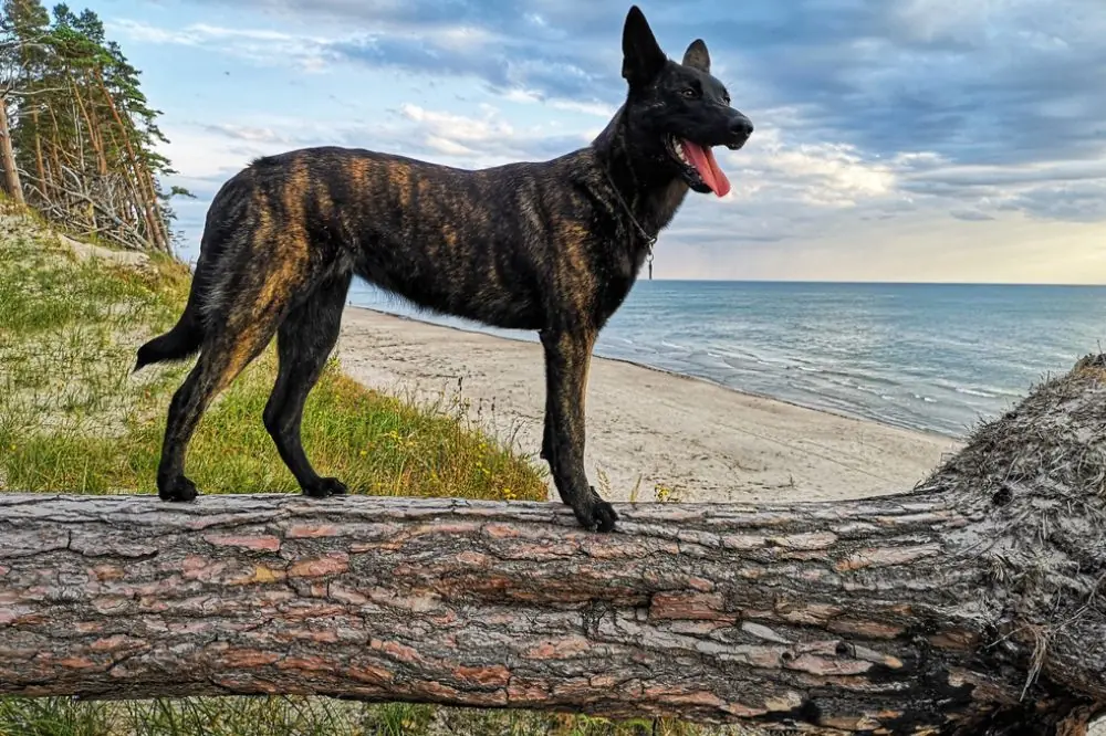Pastor Holandés. Características, Cuidados y Carácter