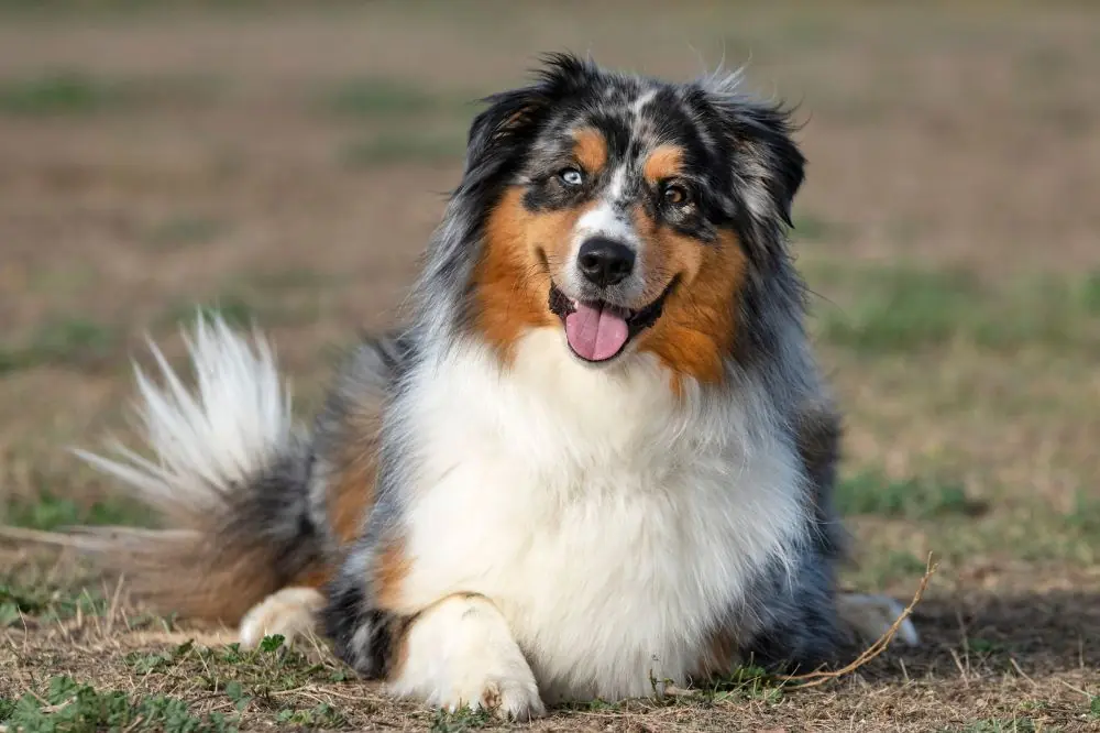 Pastor Ovejero Australiano: Características, Cuidados y Carácter