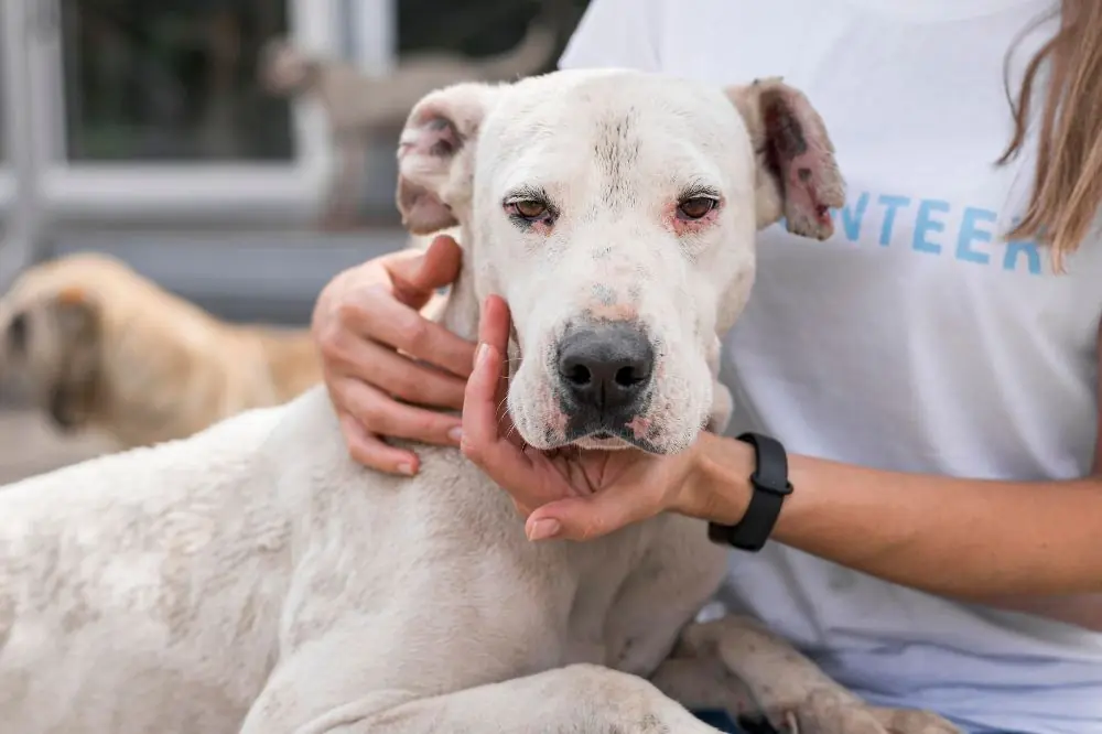 Pendant les feux dartifice