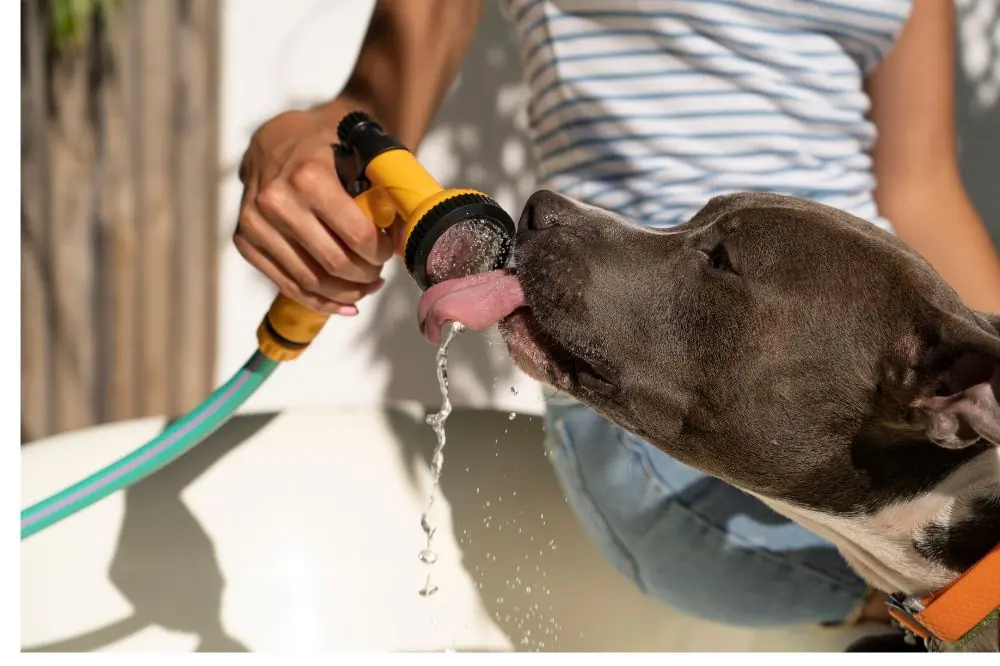 Perché il Cane Beve Così Tanto?