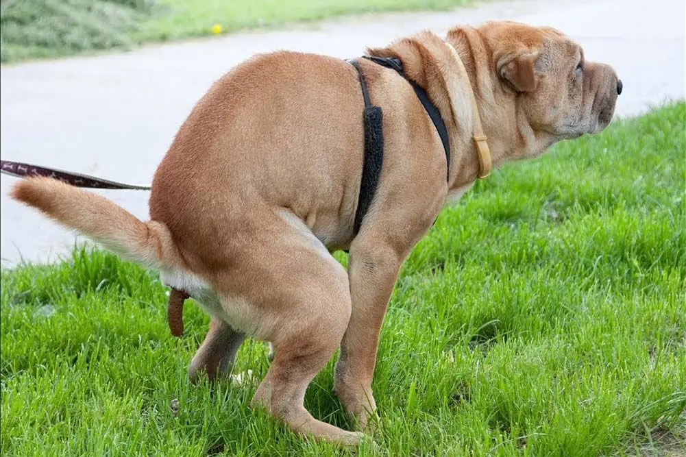 Perché il Cucciolo Mangia la Sua Cacca?