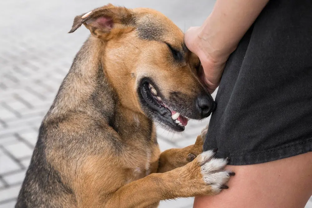 Perche la vaccinazione dei cani e importante