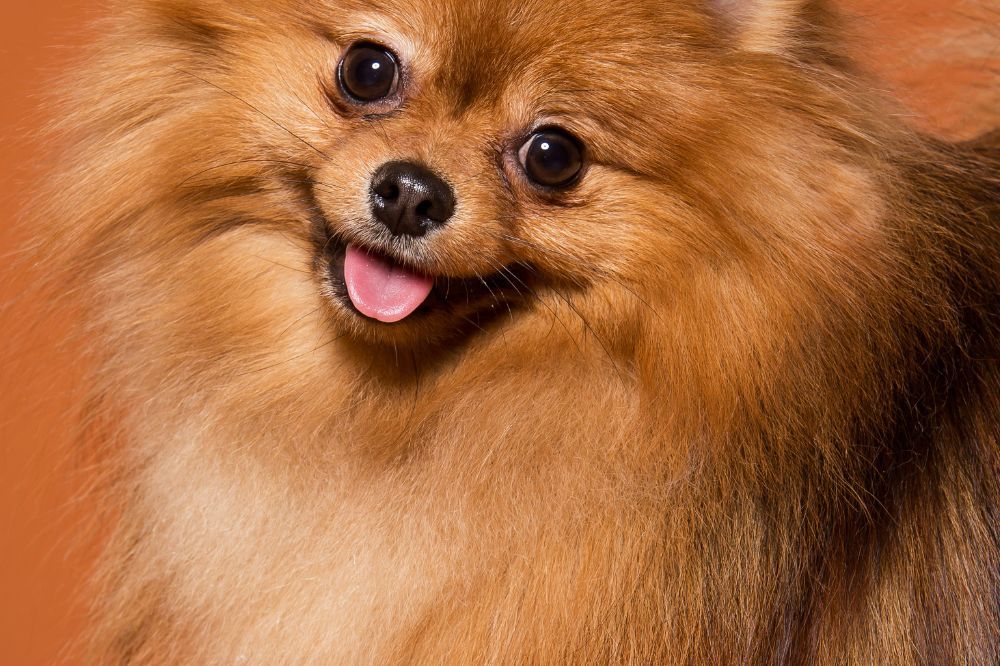 Perche scegliere un cane toy come animale domestico