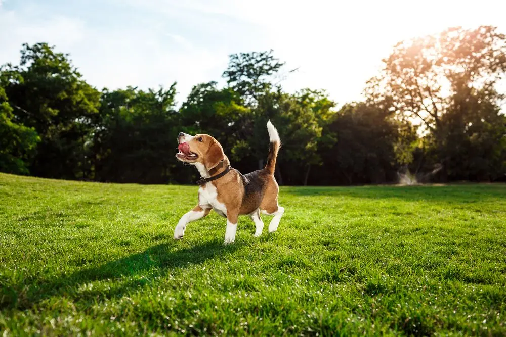 Beagle mostrando actitud juguetona en el césped.