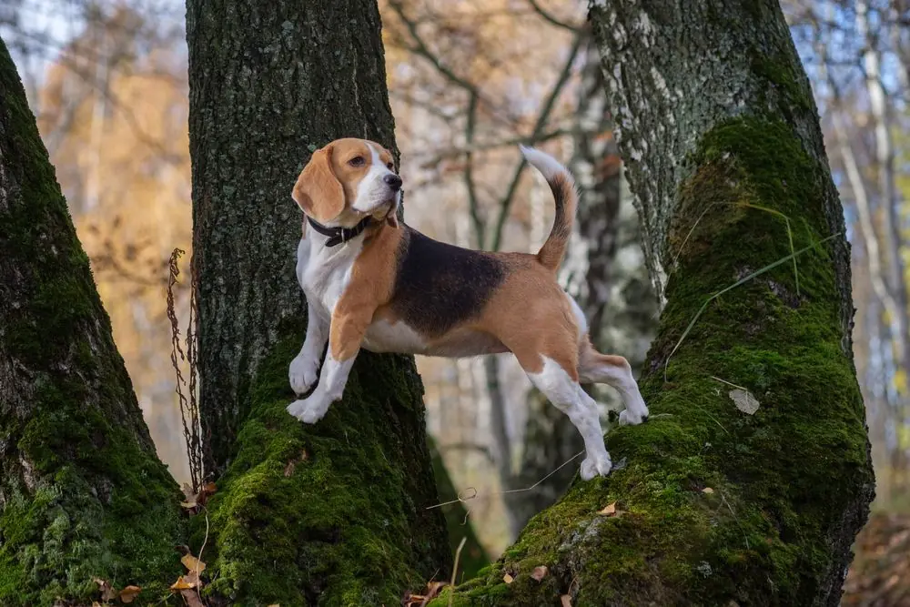 Beagle trepando un árbol.