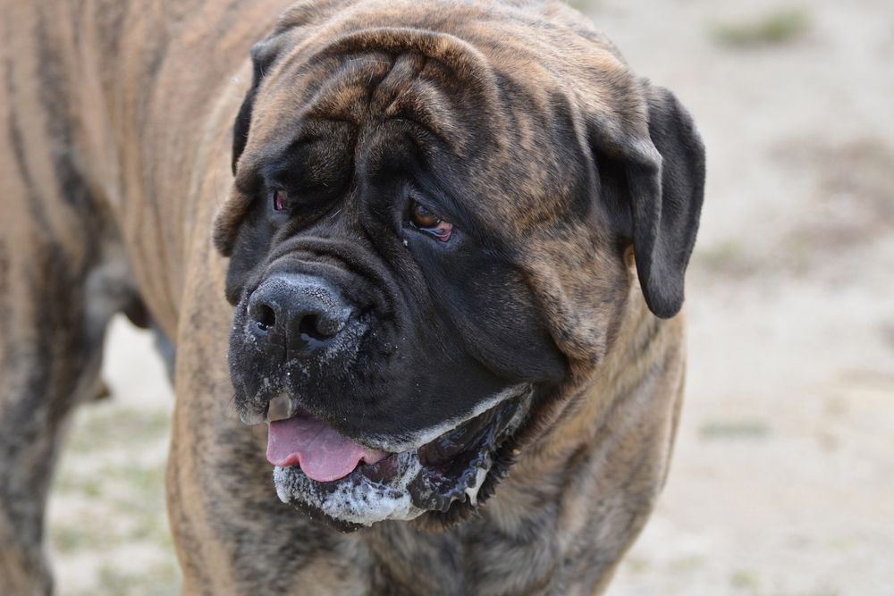 Perro Bullmastiff atigrado descansando con la lengua afuera