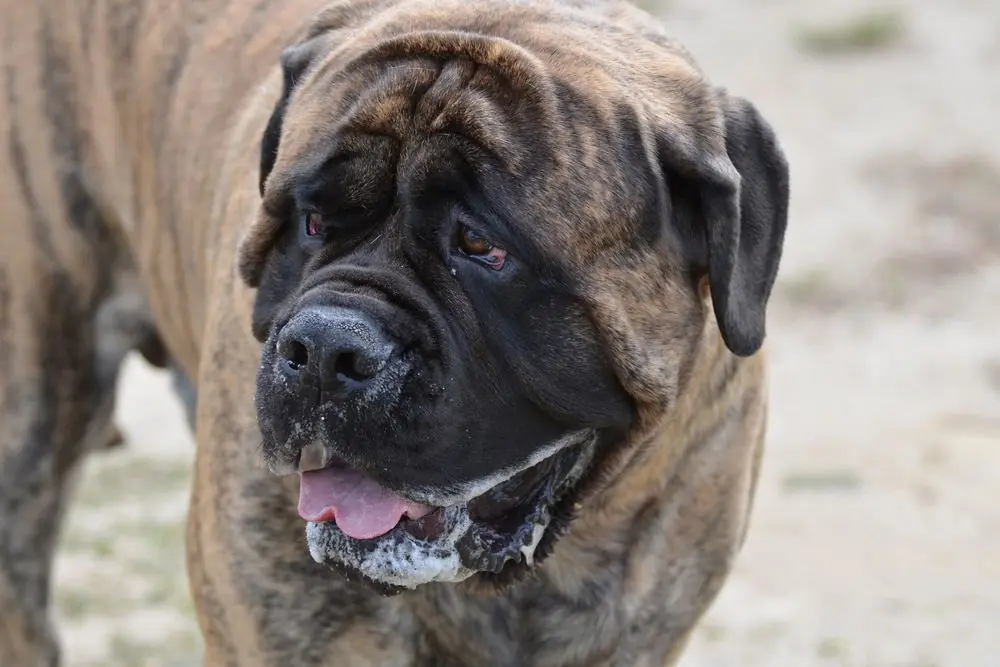 Perro Bullmastiff atigrado descansando con la lengua afuera
