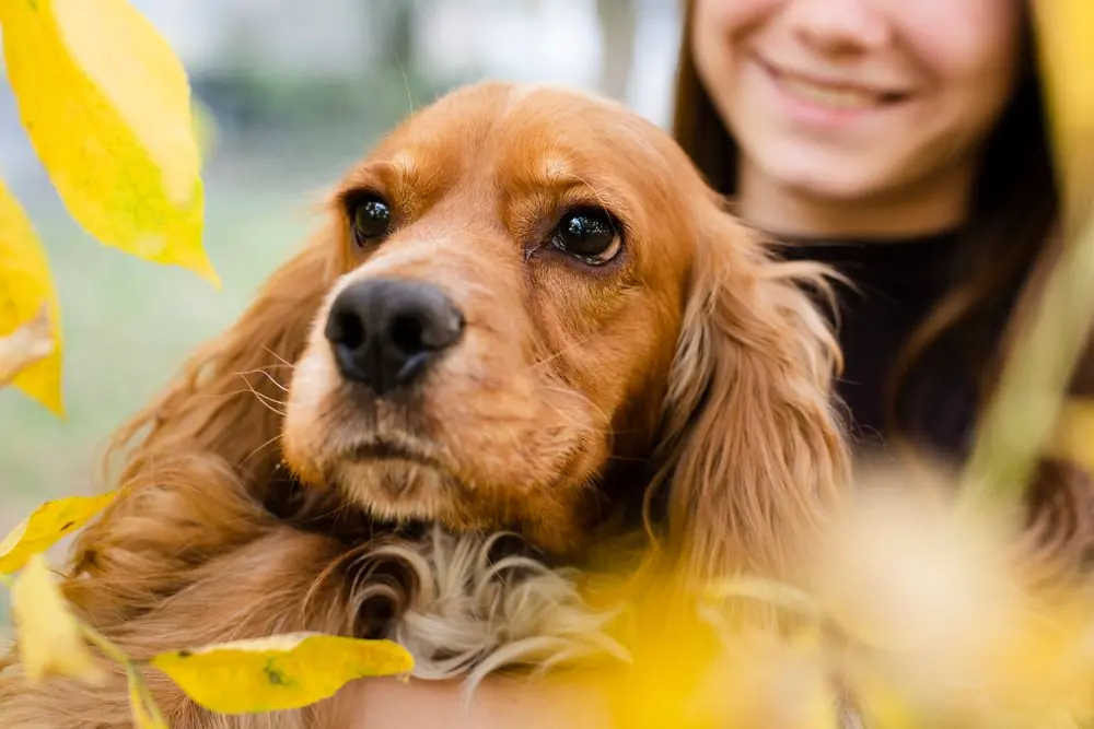 Cocker Spaniel con mirada fija y atenta.